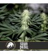 Sour Diesel 3 u. fem. Blimburn Seeds