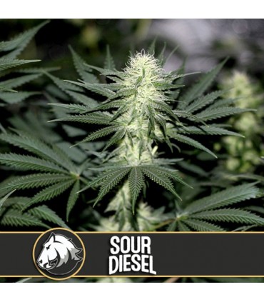 Sour Diesel 3 u. fem. Blimburn Seeds