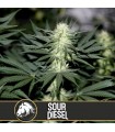 Sour Diesel 3 u. fem. Blimburn Seeds