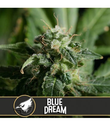 Blue Dream 3 u. fem. Blimburn Seeds
