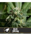 Blue Dream 3 u. fem. Blimburn Seeds