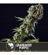 Grandaddy Purple 3 u. fem. Blimburn Seeds
