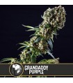 Grandaddy Purple 3 u. fem. Blimburn Seeds