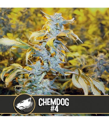 Chemdog 3 u. fem. Blimburn Seeds