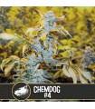 Chemdog 3 u. fem. Blimburn Seeds