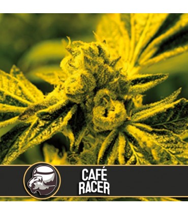 Cafe Racer 3 u. fem. Blimburn Seeds
