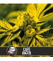 Cafe Racer 3 u. fem. Blimburn Seeds