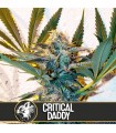 Critical Daddy 3 u. fem. Blimburn Seeds