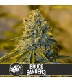 Bruce Banner N3 3 u. fem. Blimburn Seeds