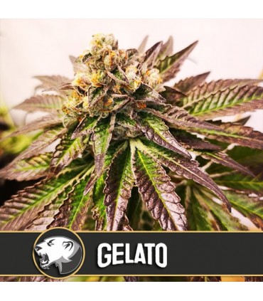 Gelato 3 u. fem. Blimburn Seeds