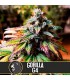 Auto Gorilla G4 3 u. fem. Blimburn Seeds