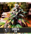 Auto Gorilla G4 3 u. fem. Blimburn Seeds