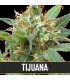 Tijuana 3 u. fem. Blimburn Seeds