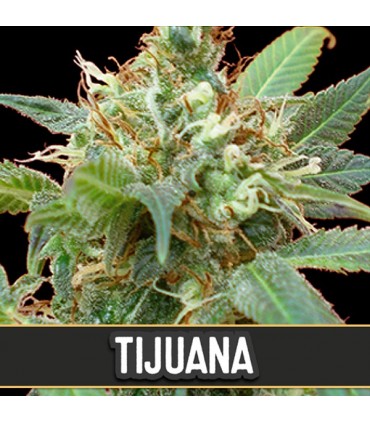 Tijuana 3 u. fem. Blimburn Seeds