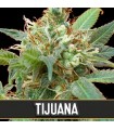 Tijuana 3 u. fem. Blimburn Seeds