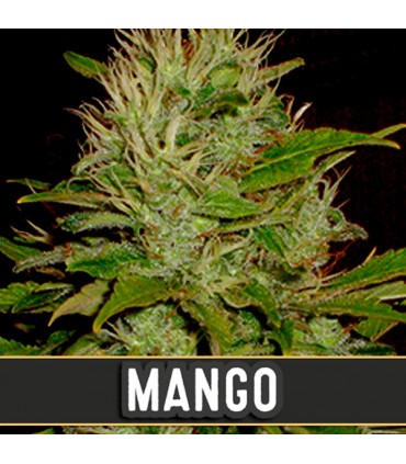 Mango 3 u. fem. Blimburn Seeds