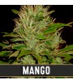 Mango 3 u. fem. Blimburn Seeds