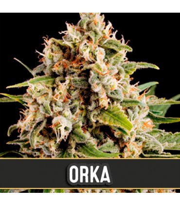 Orka 3 u. fem. Blimburn Seeds