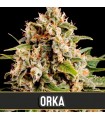 Orka 3 u. fem. Blimburn Seeds