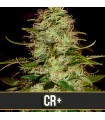 CR + 3 u. fem. Blimburn Seeds