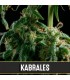Kabrales 3 u. fem. Blimburn Seeds