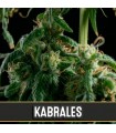 Kabrales 3 u. fem. Blimburn Seeds