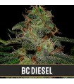 BC Diesel 3 u. fem. Blimburn Seeds