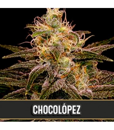 Chocolopez 3 u. fem. Blimburn Seeds