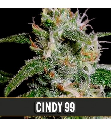 Cindy 99 3 u. fem. Blimburn Seeds