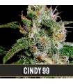 Cindy 99 3 u. fem. Blimburn Seeds