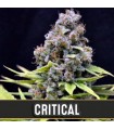 Automatic Critical 3 u. fem. Blimburn Seeds