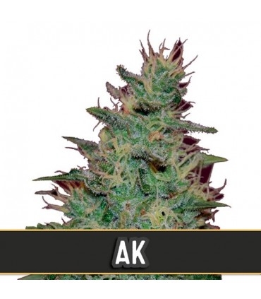Automatic AK 3 u. fem. Blimburn Seeds