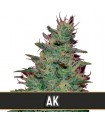 Automatic AK 3 u. fem. Blimburn Seeds