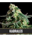 Auto Kabrales 3 u. fem. Blimburn Seeds