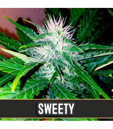 Auto Sweety 3 u. fem. Blimburn Seeds