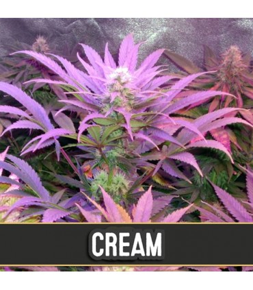 Auto Cream 3 u. fem. Blimburn Seeds