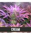 Auto Cream 3 u. fem. Blimburn Seeds