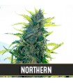 Auto Northern 3 u. fem. Blimburn Seeds