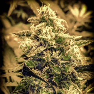 Afghani Fruit fem. Master Seeds