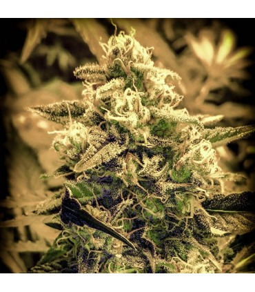 Afghani Fruit fem. Master Seeds