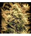 Afghani Fruit fem. Master Seeds