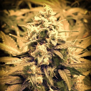 Auto Afghani Fruit fem. Master Seeds