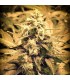 Auto Afghani Fruit fem. Master Seeds