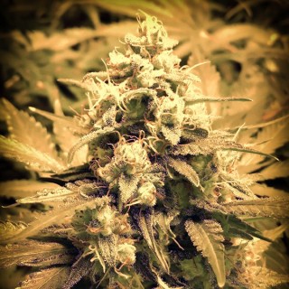 Auto Afghani Fruit fem. Master Seeds