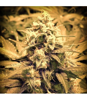 Auto Afghani Fruit fem. Master Seeds