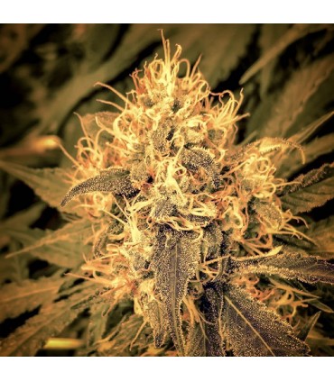 Cheese Passion fem. Master Seeds