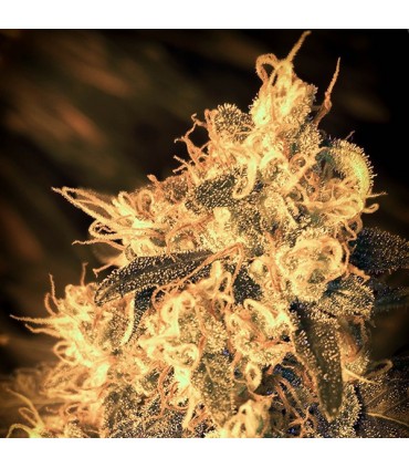 Auto Cheese Passion fem. Master Seeds