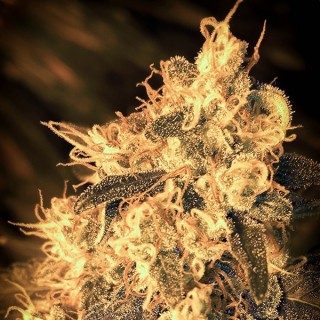 Auto Cheese Passion fem. Master Seeds