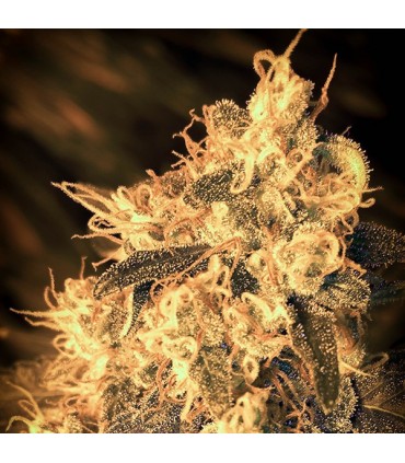 Auto Cheese Passion fem. Master Seeds