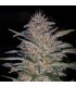 Critical N1 fem. Master Seeds